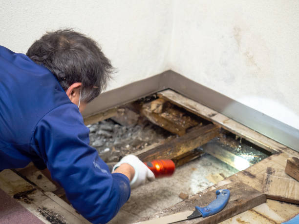 Best Professional Mold Removal  in Blackfoot, ID