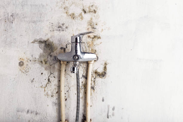 Trusted Blackfoot, ID Mold Removal Experts