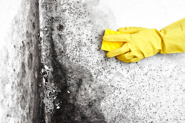 Best Residential Mold Removal  in Blackfoot, ID