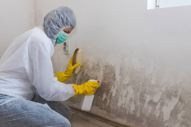 Best Mold Cleaning Services  in Blackfoot, ID